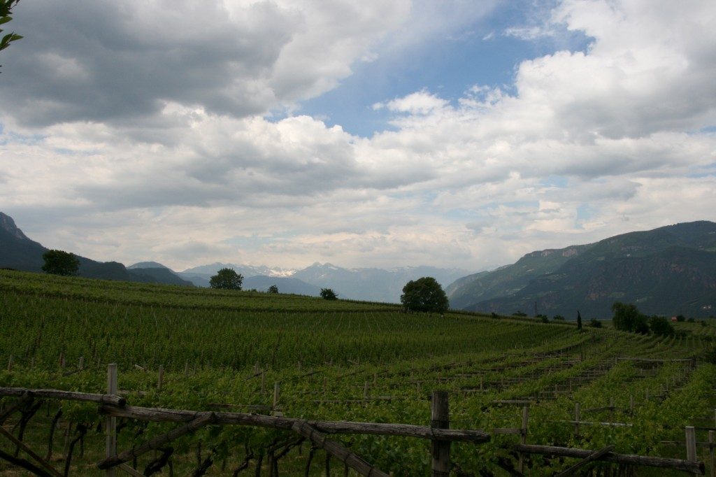 De wijngaarden rondom Kellerei Schreckbichl